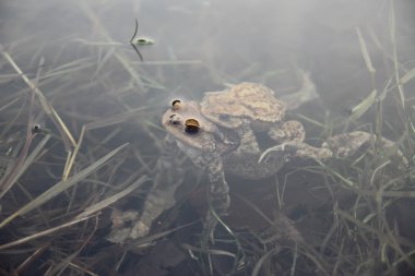 Toads underwater clipart