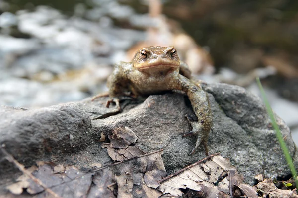 Toad posing — Stock Photo, Image