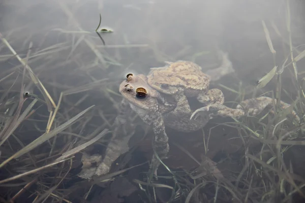 Toads underwater — Zdjęcie stockowe
