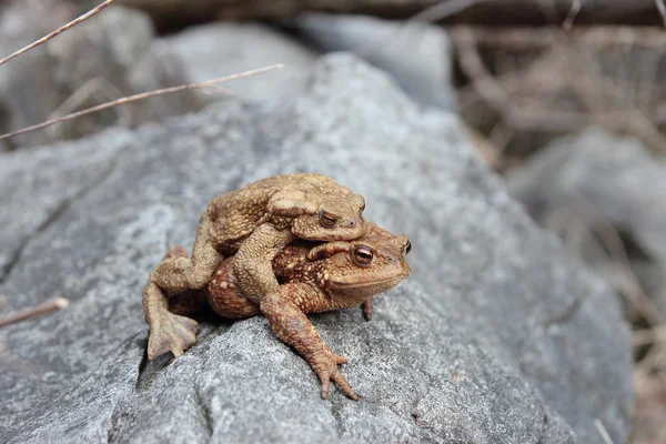 Toads in love — Stock Photo, Image