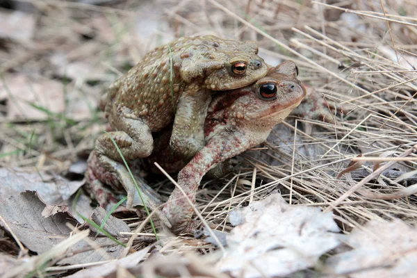 Toads in Love — Stock Photo, Image