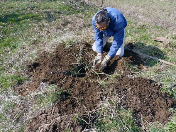 Gooseberry transplanting — Stock Photo, Image