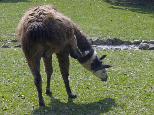 Фото большого коричневого ламы — стоковое фото