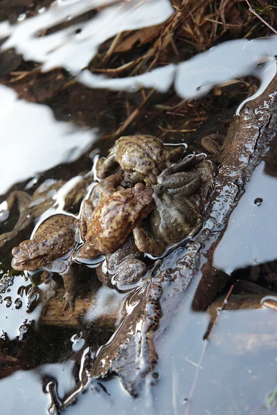 Group of Toads — Stock Photo, Image