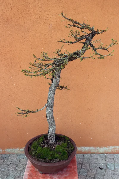 Karaçam bonsai — Stok fotoğraf