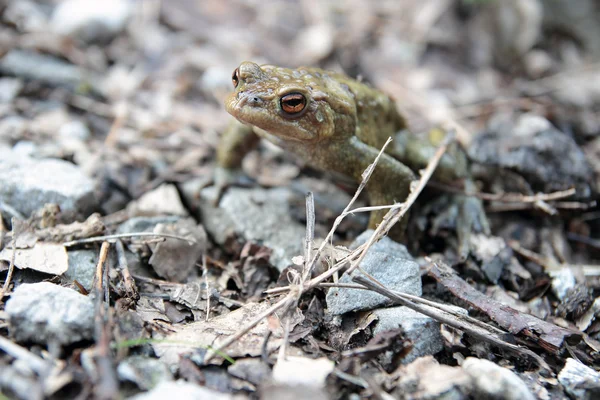 Single toad DOF — Stock Photo, Image