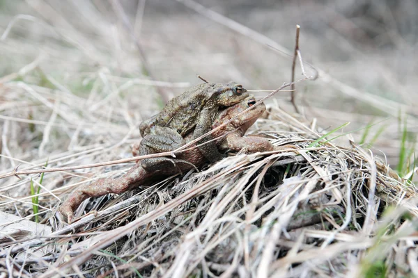 Toads in Love — Stock Photo, Image