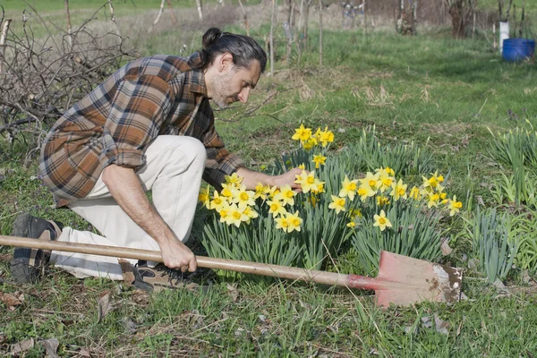 Trädgårdsmästare med daffodil — Stockfoto