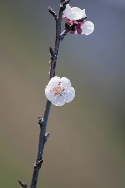 Abrikoos bloem — Stockfoto