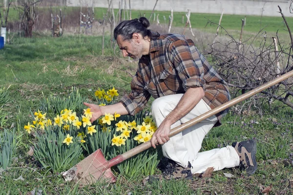 Zahradník s Narcis — Stock fotografie