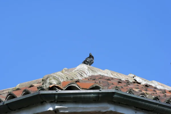 Çatı üstüne güvercin — Stok fotoğraf