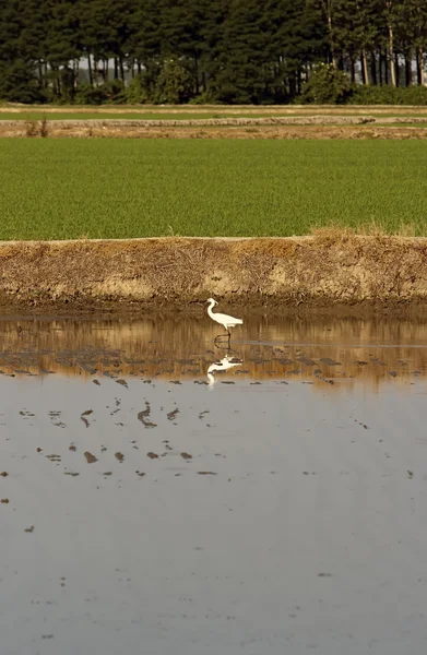 Heron in a rice crop — Stock Photo, Image