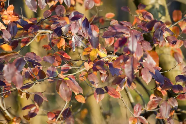 stock image Leaves