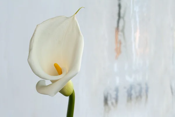 Білий Калла Ліллі — стокове фото