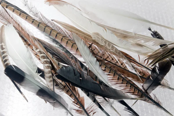 Feathers Collection — Stock Photo, Image