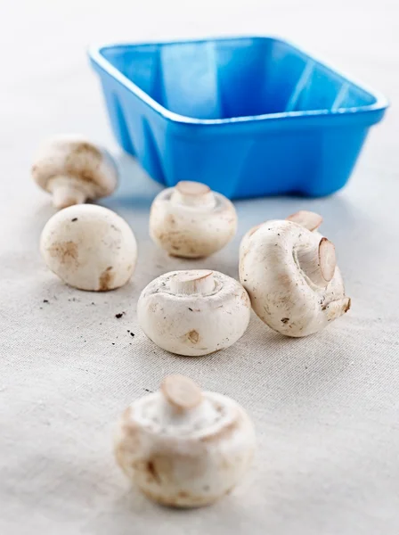 Mushrooms in a container — Stock Photo, Image