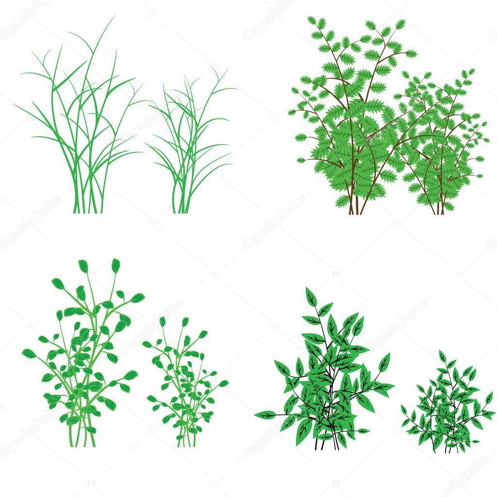 Grass, shrubs