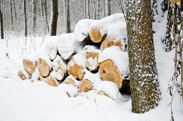 stock image Sawn wood winter