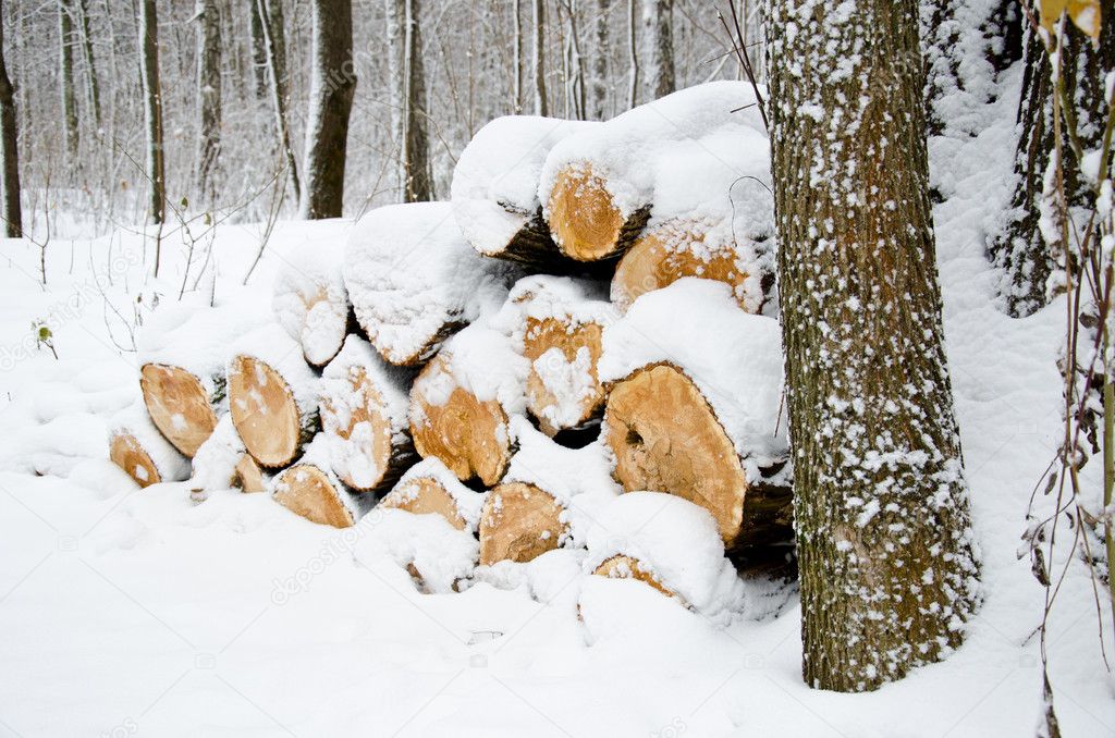 Sawn wood winter