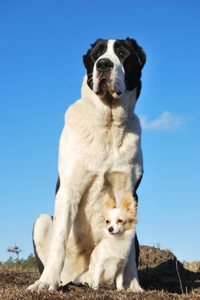 Hond-bodyguard Rechtenvrije Stockfoto's