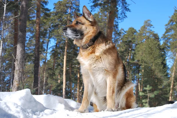 The German shepherd dog — Stock Photo, Image