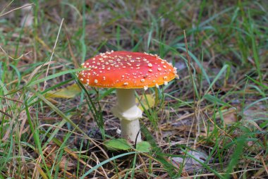 Fly-agaric