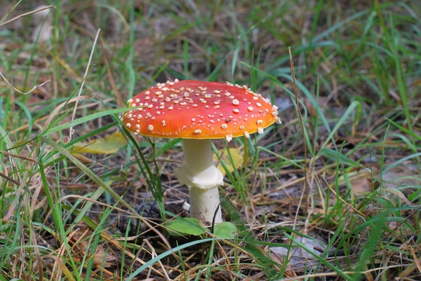 stock image Fly- agaric