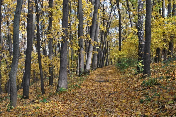 Herbst in Ahornwäldern lizenzfreie Stockbilder