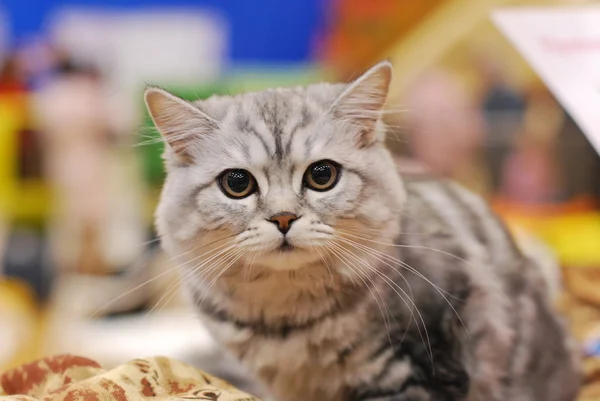 고양이 전시회 — 스톡 사진