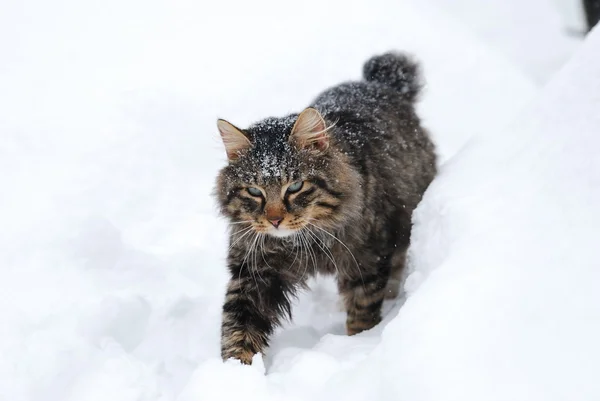 stock image Kurilian bobtail