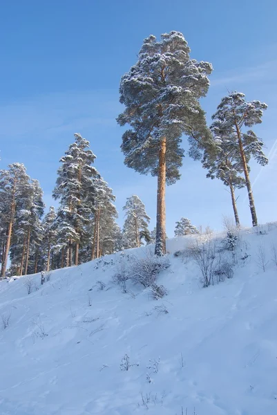 Dennenboom bedekt met sneeuw Stockafbeelding