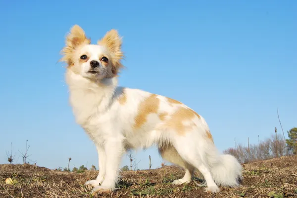 Long-haired chihuahua — Stock Photo, Image