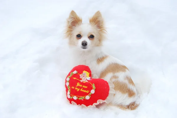 Chihuahua med valentine — Stockfoto