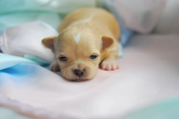 A newborn puppy chihuahua — Stock Photo, Image