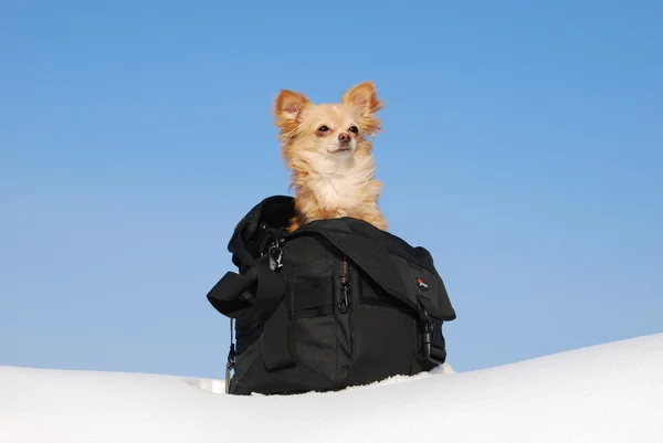 Szczeniak chihuahua siedzi w torbie fotografa — Zdjęcie stockowe