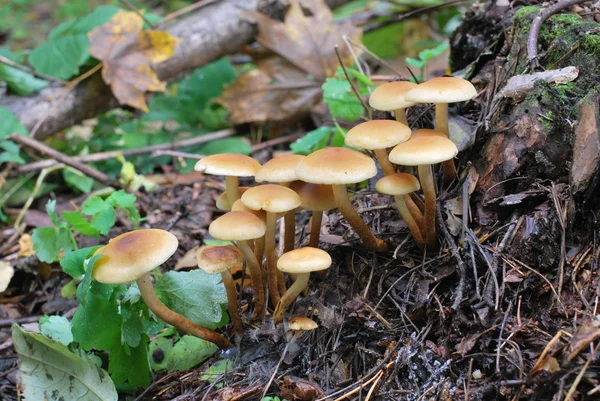 stock image Dangerous mushrooms