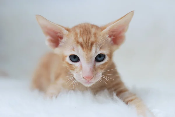 stock image Kitten oriental breed