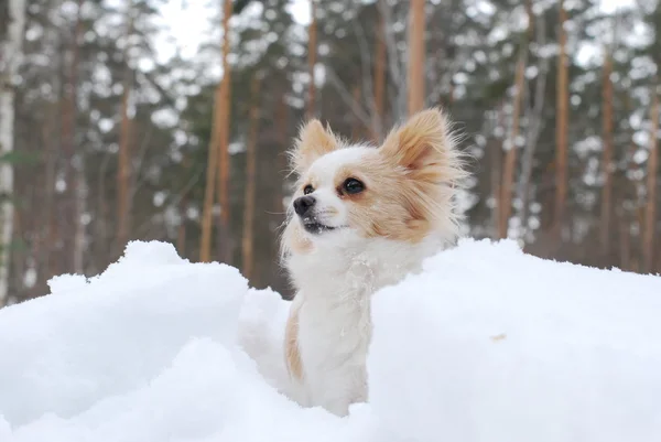 De kleine hond in de sneeuw — Stockfoto
