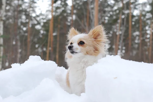 stock image The little dog in the snow