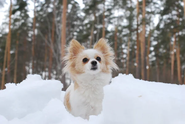 Hunderasse Chihuahua sitzt im Schnee Stockbild