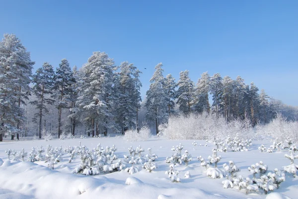 Pine trees in the snow — Stock Photo, Image