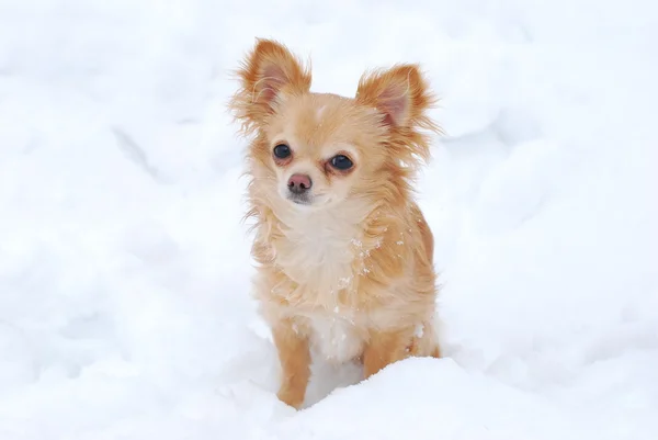 Dlouhé vlasy-čivava štěně sedící na sněhu — Stock fotografie