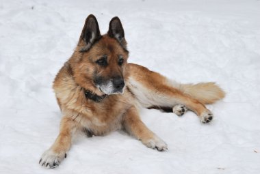 Alman çoban köpek