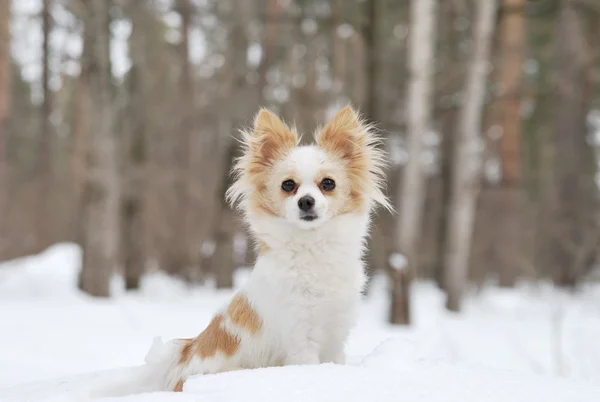 Long-haired Chihuahua — Stock Photo, Image
