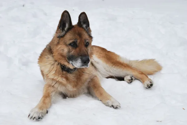 O cão pastor alemão — Fotografia de Stock