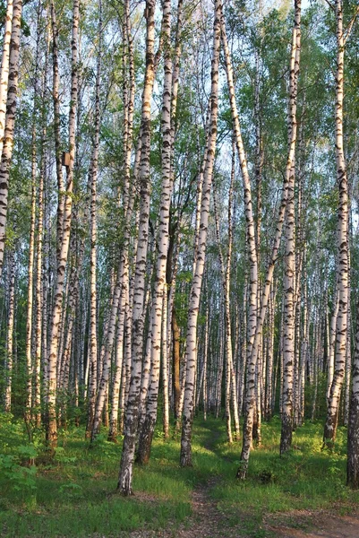 Het pad in de berk grove — Stockfoto