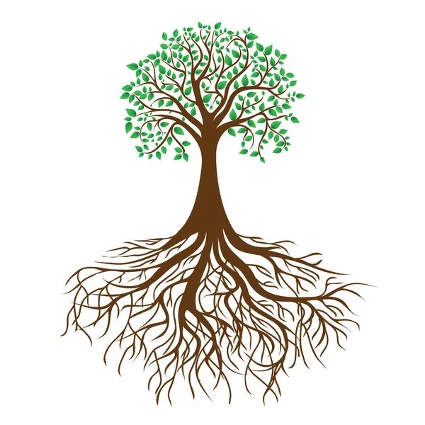 Árbol con raíces y follaje denso, vector — Vector de stock