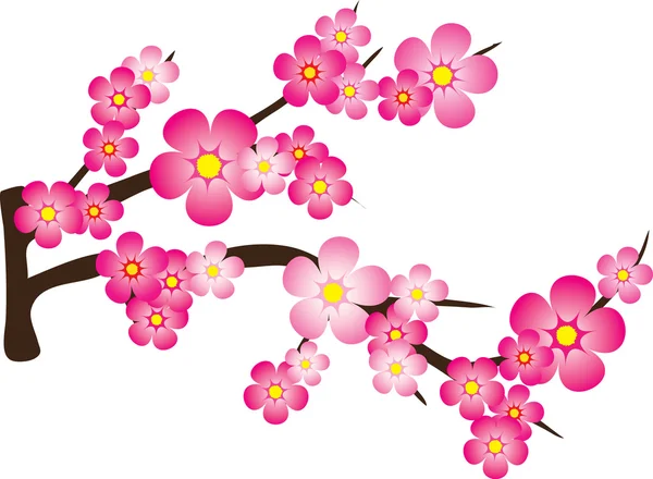 Japanse kersenbloesem — Stockfoto