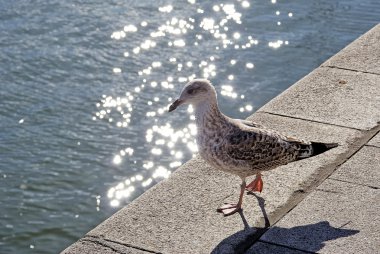 böğürlerin sırtlı martı (larus schistisagus).