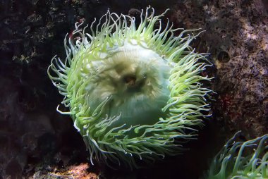 actiniaria (deniz anemone). Lisbon oceanarium. Portekiz.